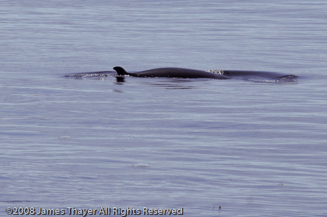 Minke Whale