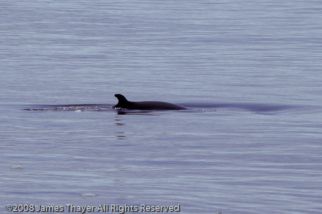 Minke Whale