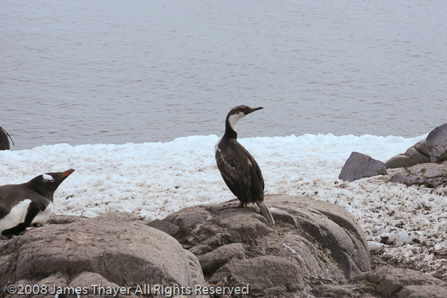 Blue-eyed Shag chicks
