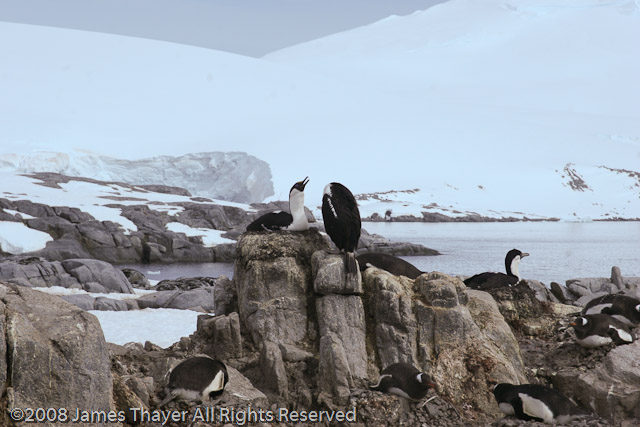 Blue-eyed Shag chicks