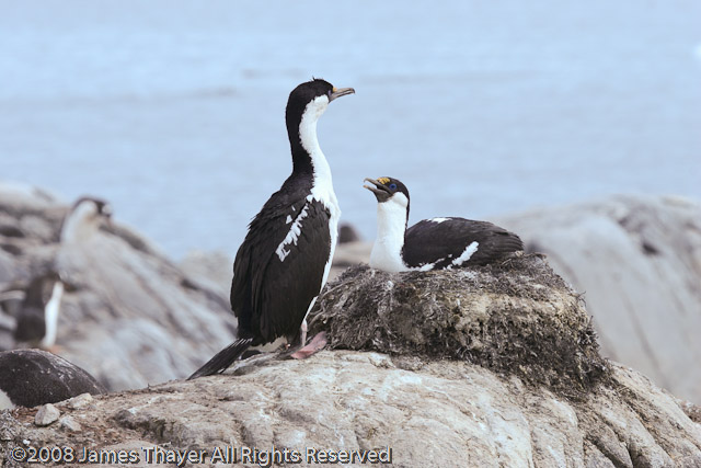 Blue-eyed Shag chicks