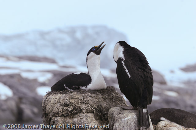 Blue-eyed Shag chicks
