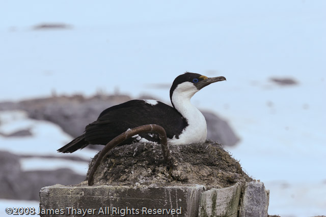 Blue-eyed Shag chicks