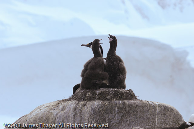 Blue-eyed Shag chicks