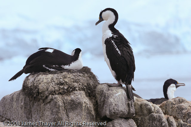 Blue-eyed Shag chicks