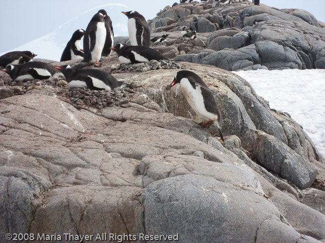 Bringing home the rocks.
