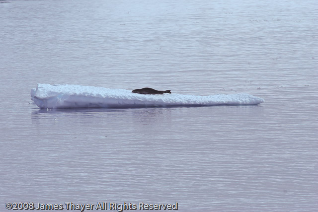 Leopard Seal