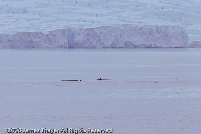 Minke Whales