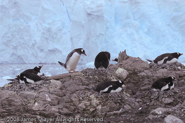 Gentoo Penguins