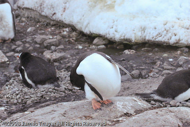 Gentoo Penguins