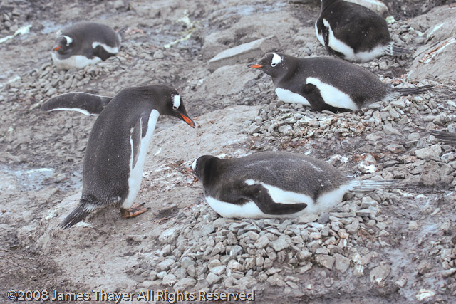 Gentoo Penguins