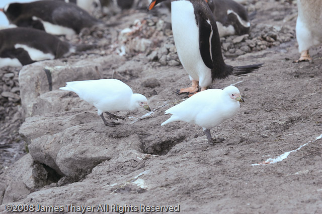 Pale-faced Sheathbills