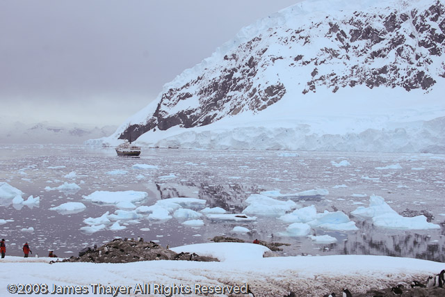 Penguins and Andrea in Neko Harbor