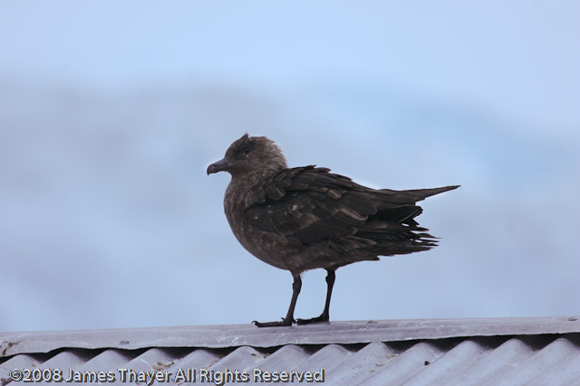 Skua
