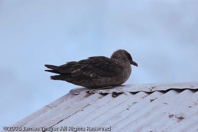 Skua