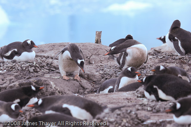 Gentoo Penguin Colony
