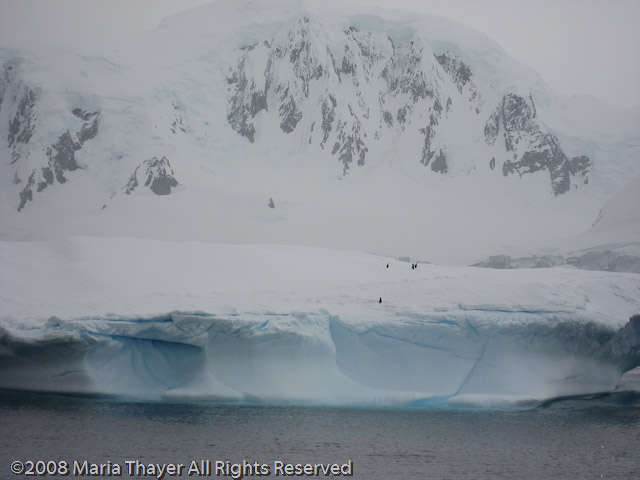 Penguins on the ice
