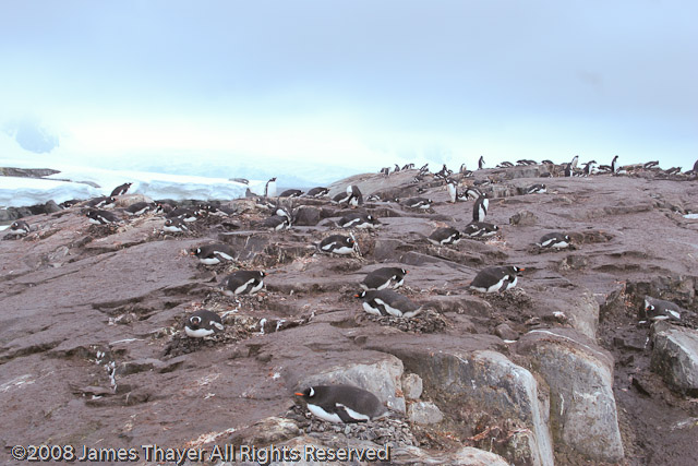 Penguin Rookery