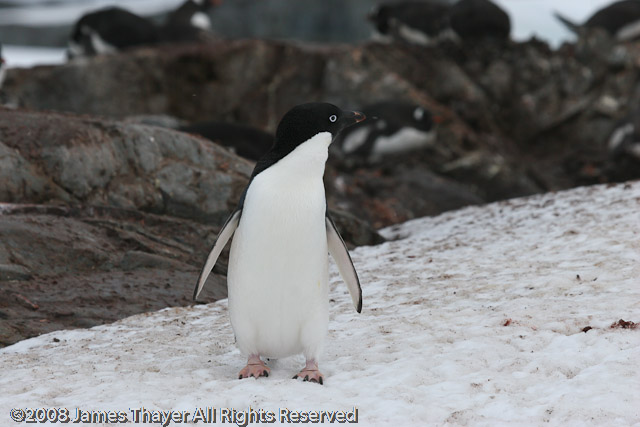 Adelie Penguin