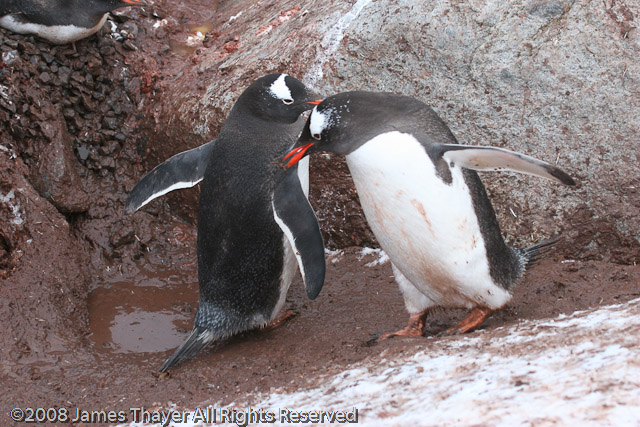 Gentoo Penguins