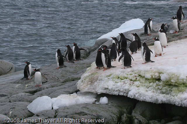 Gentoo Penguins