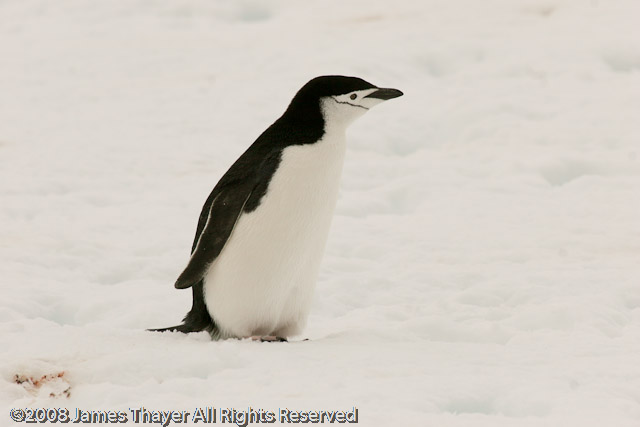 Chinstrap Penguin