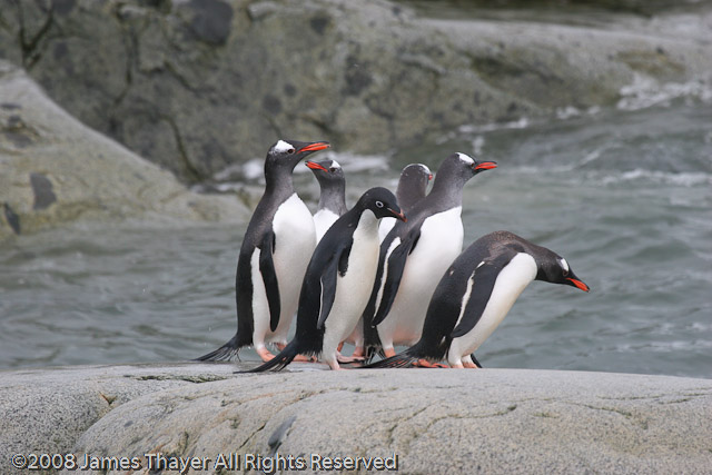 Penguin Six Pack (5 Gentoo, 1 Adelie)