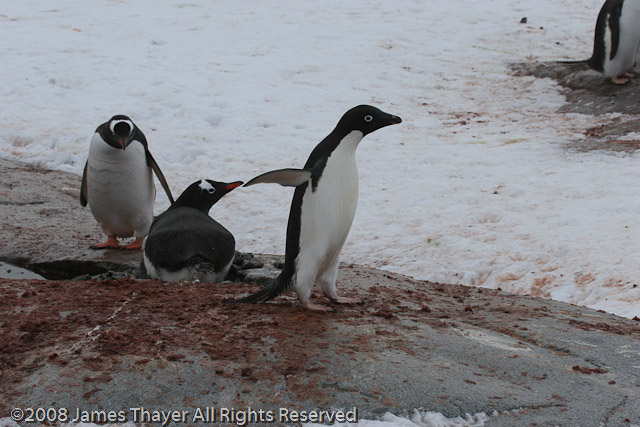 One Adelie, Two Gentoo