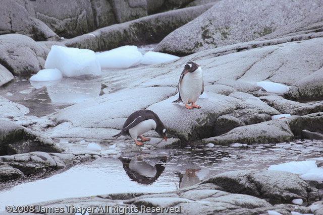 Gentoo Penguins