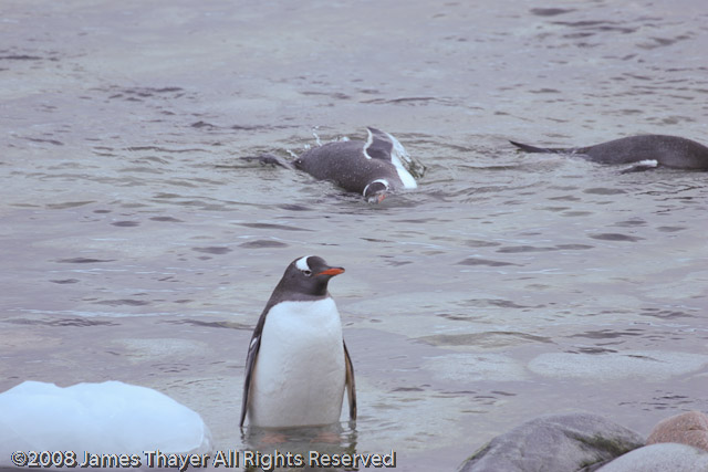 Gentoo Penguins