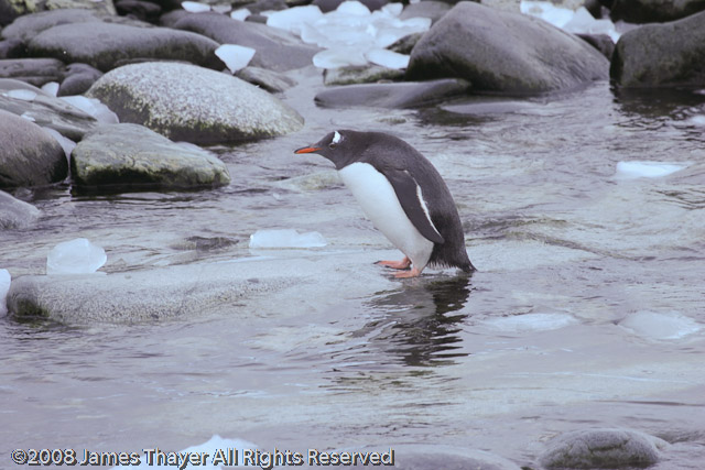 Gentoo Penguins