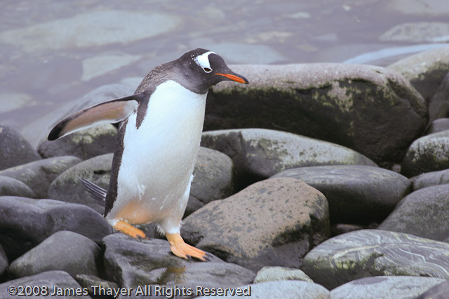 Gentoo Penguins