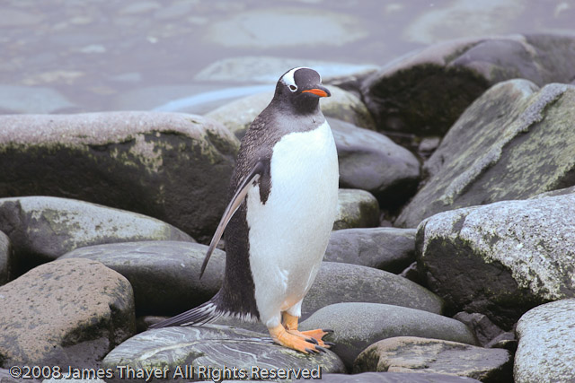 Gentoo Penguins