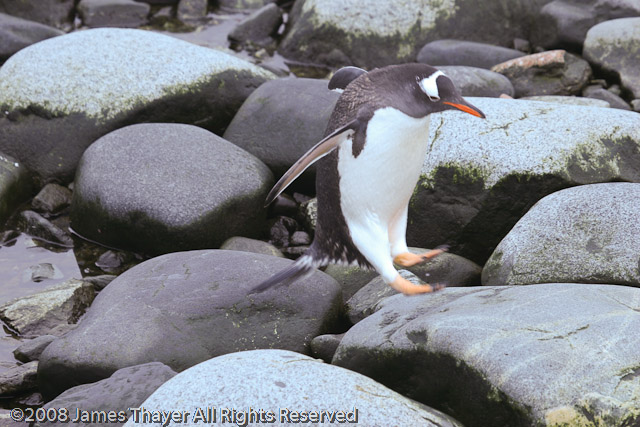 Gentoo Penguins