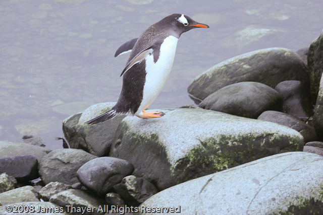 Gentoo Penguins