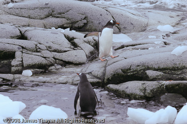 Gentoo Penguins
