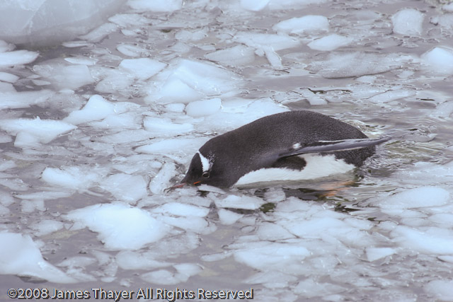 Gentoo Penguins