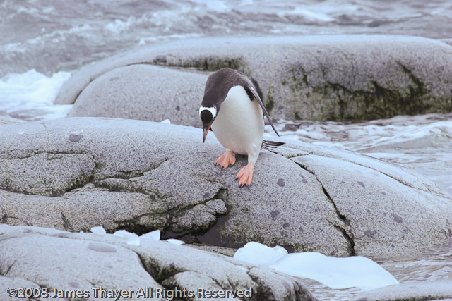 Gentoo Penguins