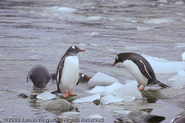 Gentoo Penguins