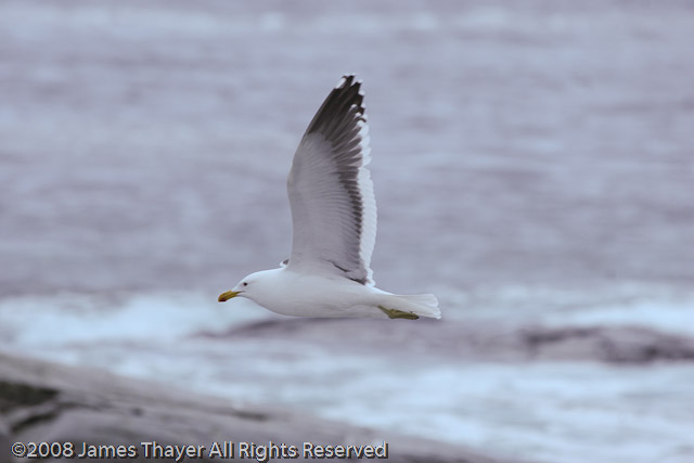 Southern Fulmar