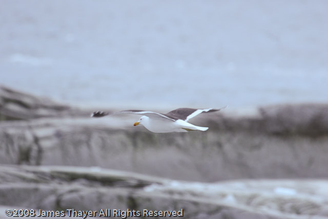 Southern Fulmar