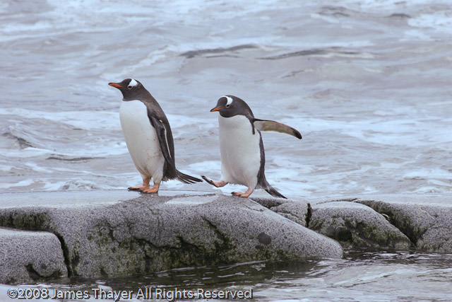 Gentoo Penguins