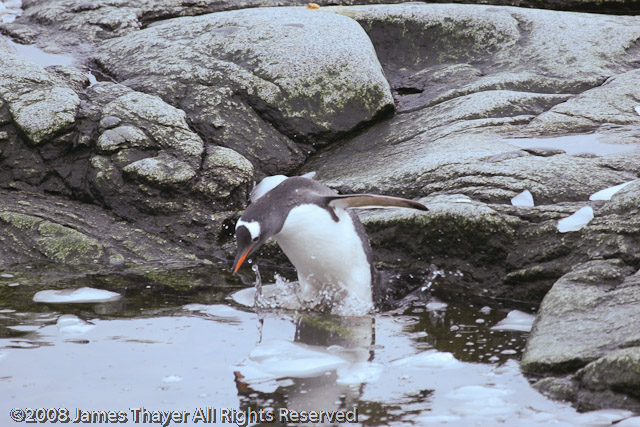 Gentoo Penguins