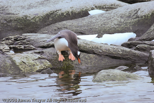 Gentoo Penguins