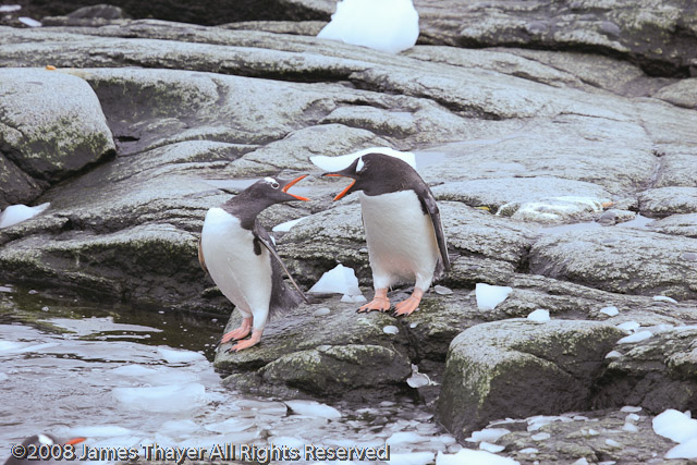 Gentoo Penguins