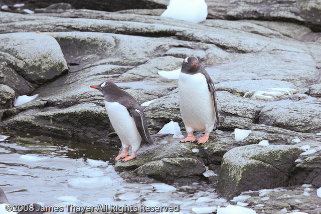Gentoo Penguins