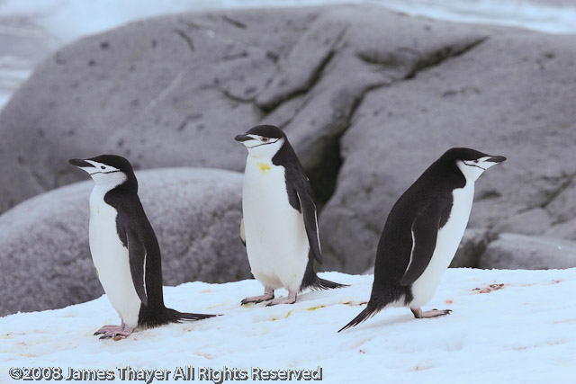 Chinstrap Penguins