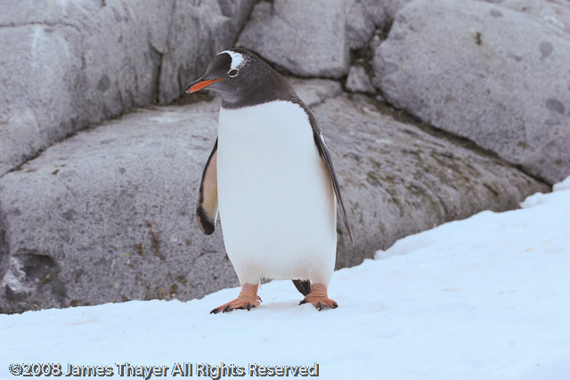 Gentoo Penguin