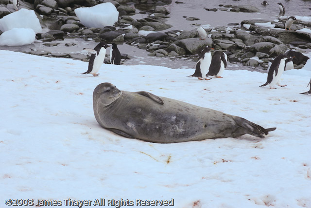 Weddell Seal