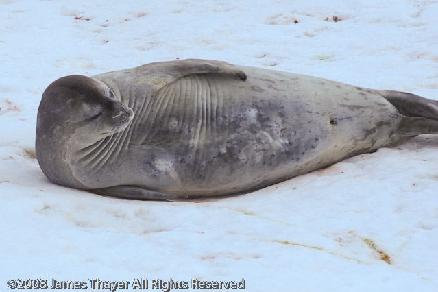 Weddell Seal